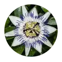 Passionflower plant used in Nerve Fresh supplement formula
