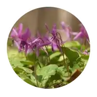 Corydalis yanhusuo plant used in Nerve Fresh nerve support formula