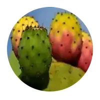 Prickly pear fruit used in Nerve Fresh plant-based formula